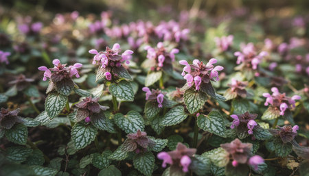Floral Nature Photography with Natural Backgroundの写真素材