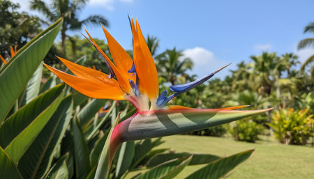 Floral Nature Photography with Natural Backgroundの写真素材