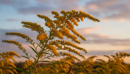 Floral Nature Photography with Natural Backgroundの写真素材