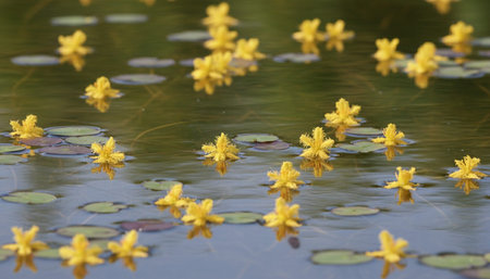 Floral Nature Photography with Natural Background