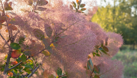 Floral Nature Photography with Natural Background