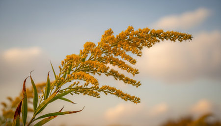 Floral Nature Photography with Natural Backgroundの写真素材