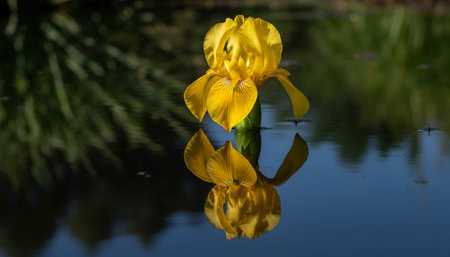 Floral Nature Photography with Natural Background