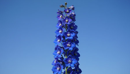 Floral Nature Photography with Natural Backgroundの写真素材