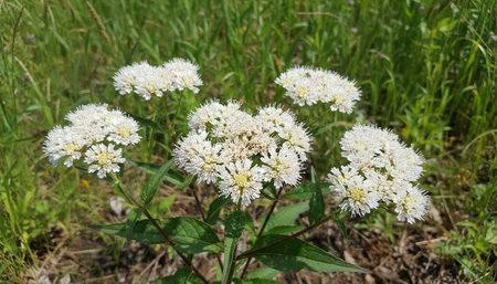 Floral Nature Photography with Natural Background