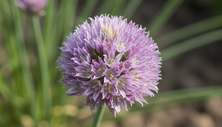 Floral Nature Photography with Natural Background