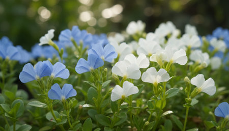 Floral Nature Photography with Natural Backgroundの写真素材