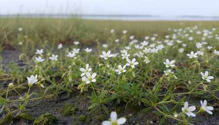 Beautiful Natural Environment Outdoor Photographyの写真素材
