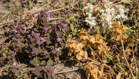 Beautiful Natural Environment Outdoor Photographyの写真素材