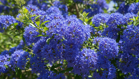 Beautiful Natural Environment Outdoor Photographyの写真素材