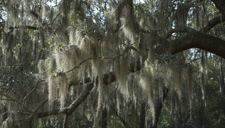 Beautiful Natural Environment Outdoor Photographyの写真素材