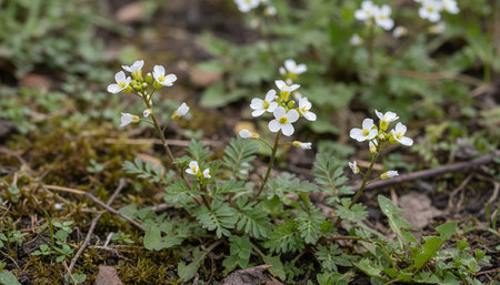 Floral Nature Photography with Natural Background