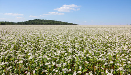 Beautiful Natural Environment Outdoor Photographyの写真素材