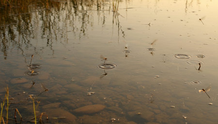 Serene River and Lake Landscape Photographyの写真素材