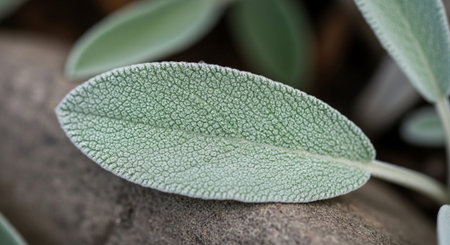 Background of Natural Material Texture