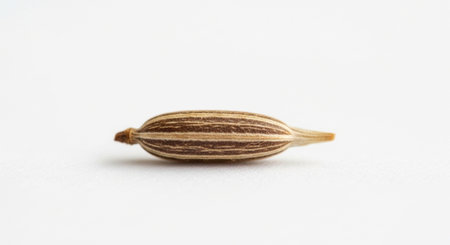 Minimal Object and Everyday Item Collection