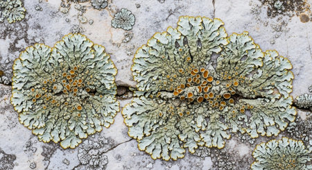 Colorful Crystal and Mineral Collection Background