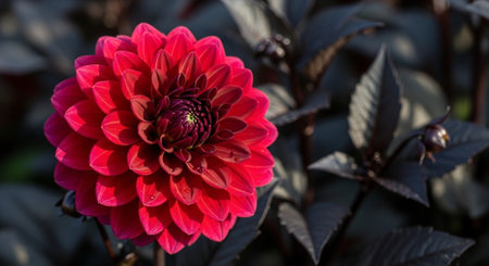 Background of flower