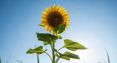 Background of flower