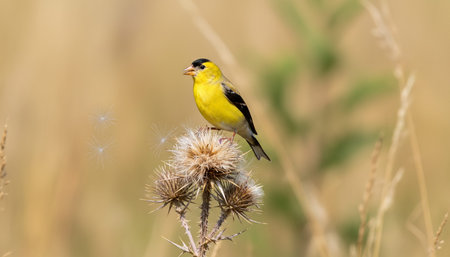 Birds animal photography