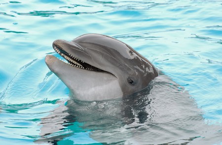 Smiling dolphinの写真素材