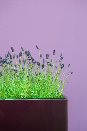 Lavender in front of a purple wallの写真素材