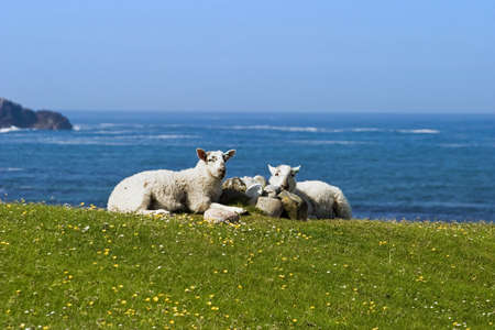 Sheep relaxing on the meadowの写真素材