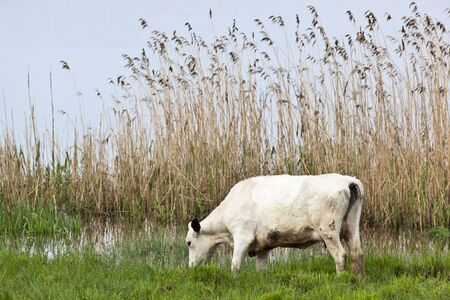 Cows graze on a meadow at the lakeの写真素材