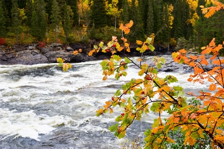 Rowan tree at the riverの写真素材