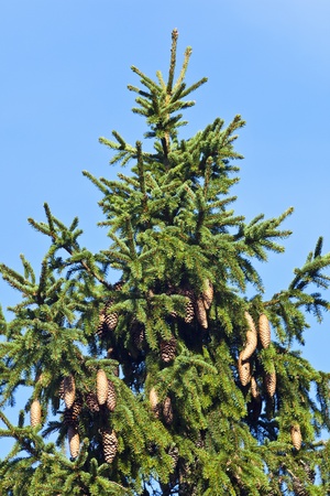 Spruce Top with pine cones in the woodsの写真素材