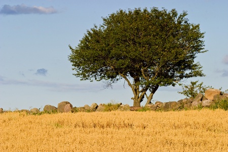 Alone tree on the fieldの写真素材