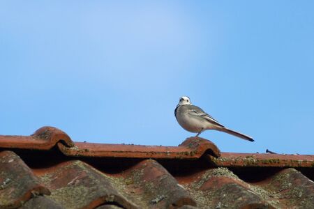 White wagtail on the rooftopの写真素材