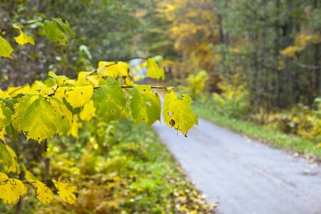 Long countryside road straight stretch through  the deciduous forest in autumnの写真素材