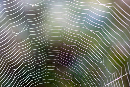 Spider net with dew drops