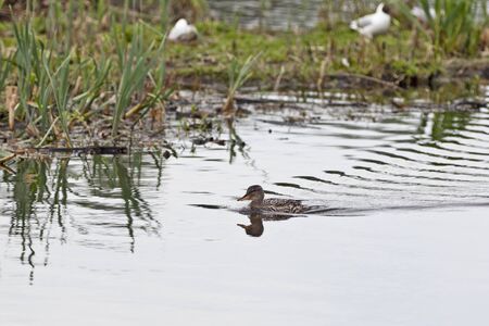 Gadwall swimming in the lakeの写真素材