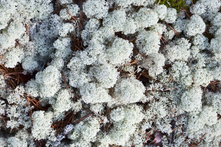 Reindeer moss is growing on the groundの写真素材