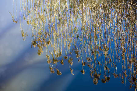 Reeds reflected in the waterの写真素材