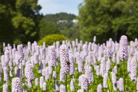 Bumblebee on a Common Bistort flowerの写真素材