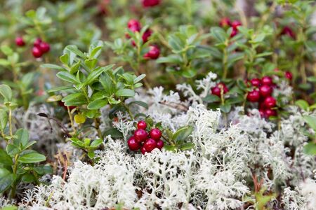 Lingonberry and Reindeer mossの写真素材
