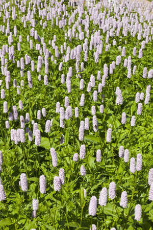 Common Bistort in a flowerbedの写真素材