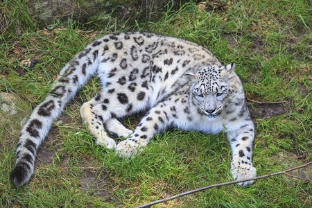 Snow leopard lying on the ground