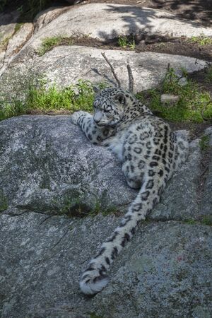 Snow leopard lying on the ground in a zooの写真素材