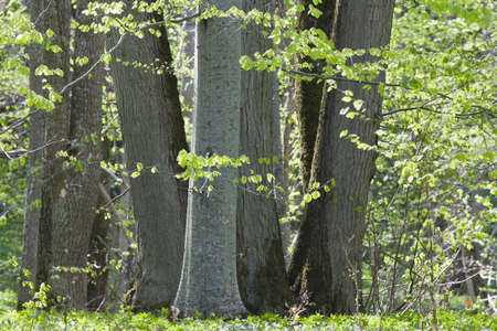 Beech tree forest in spring