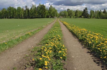 Meadow road at the field の写真素材