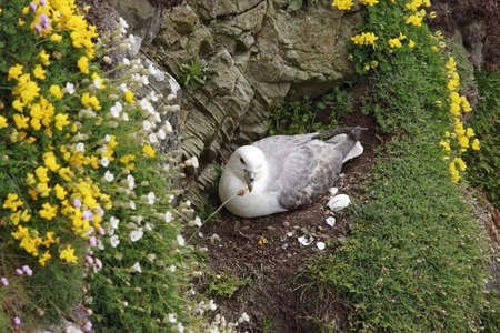 Northen Fulmar at his bird s nest の写真素材