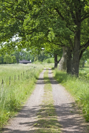Gravel road at the big oak treesの写真素材