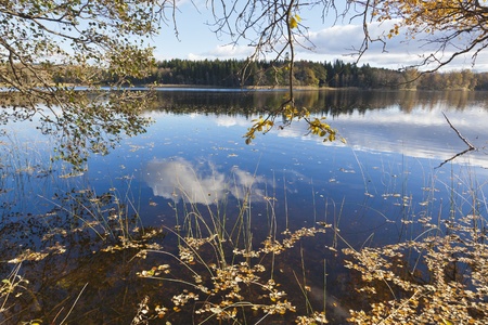 Branches with fall colors that hangs down at the lakeの写真素材