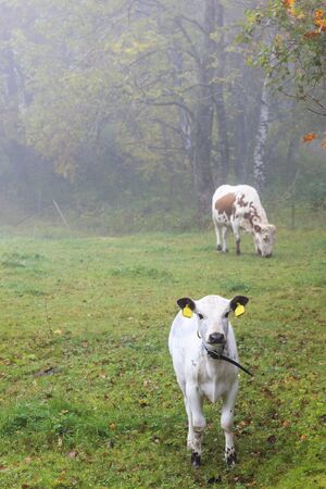 Calf on a foggy meadow with cow in backgroundの写真素材