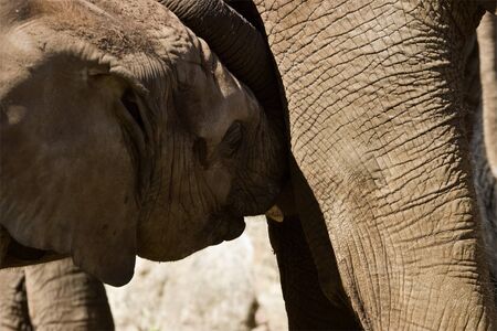 Elephant calf nurse his motherの写真素材