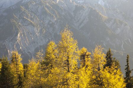 Larch tree forest with mountains in the backgroundの写真素材